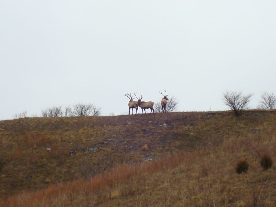 Three elk on a grassy hill under an overcast sky