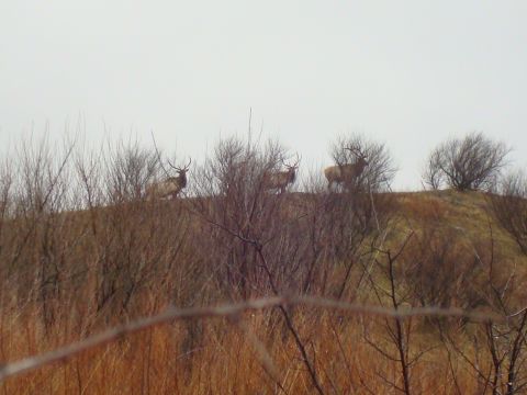 1995 Ford Bronco - Three elk are visible on a hill under an overcast sky.