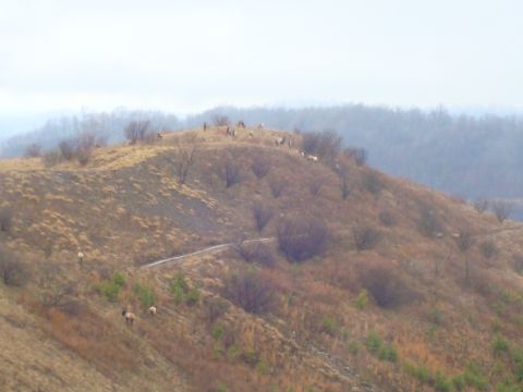 1995 Ford Bronco - A group of elk graze on a barren hill, with a dirt path visible on the terrain.