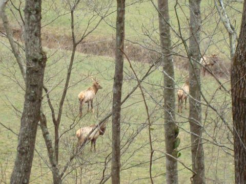 1995 Ford Bronco - Several elk are visible through bare tree branches in a natural outdoor setting.