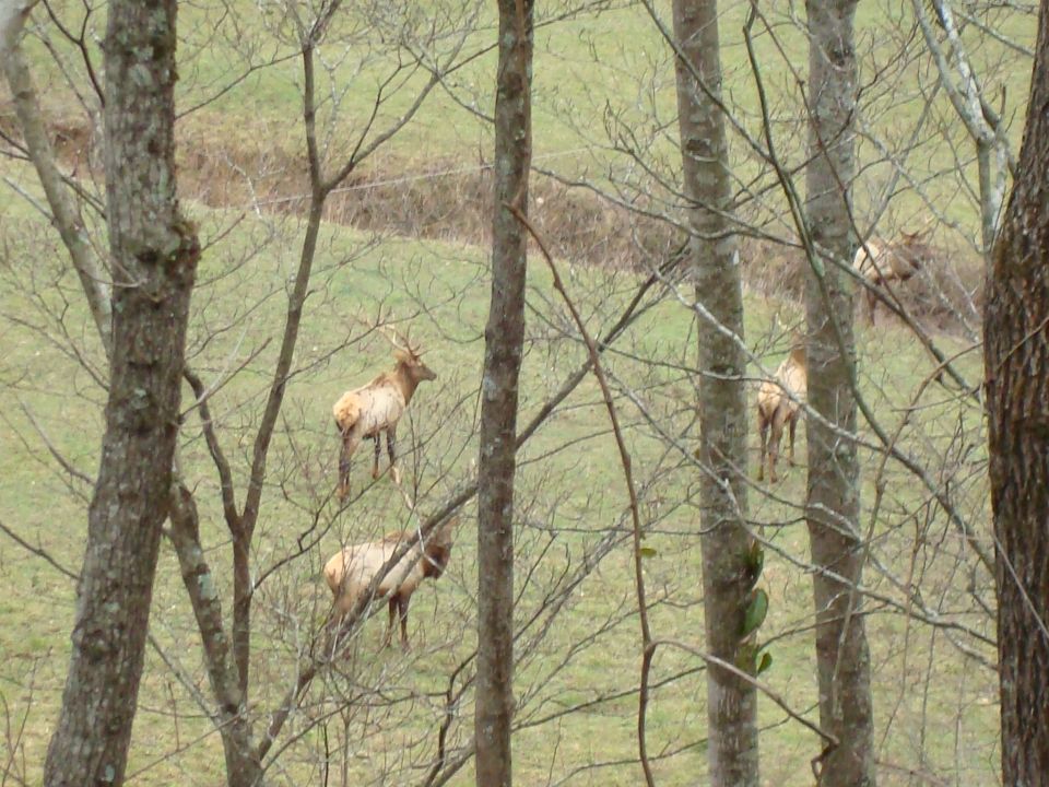 Elk herd in a wooded area with a grassy slope in the background