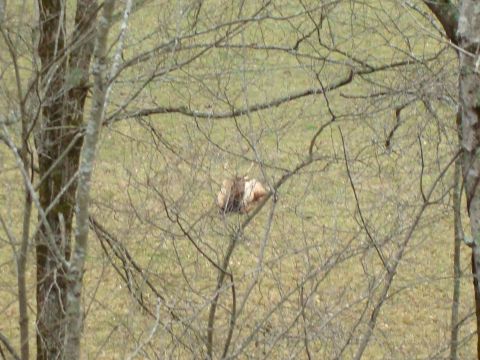 1995 Ford Bronco - An elk rests in a field, partially obscured by bare tree branches.