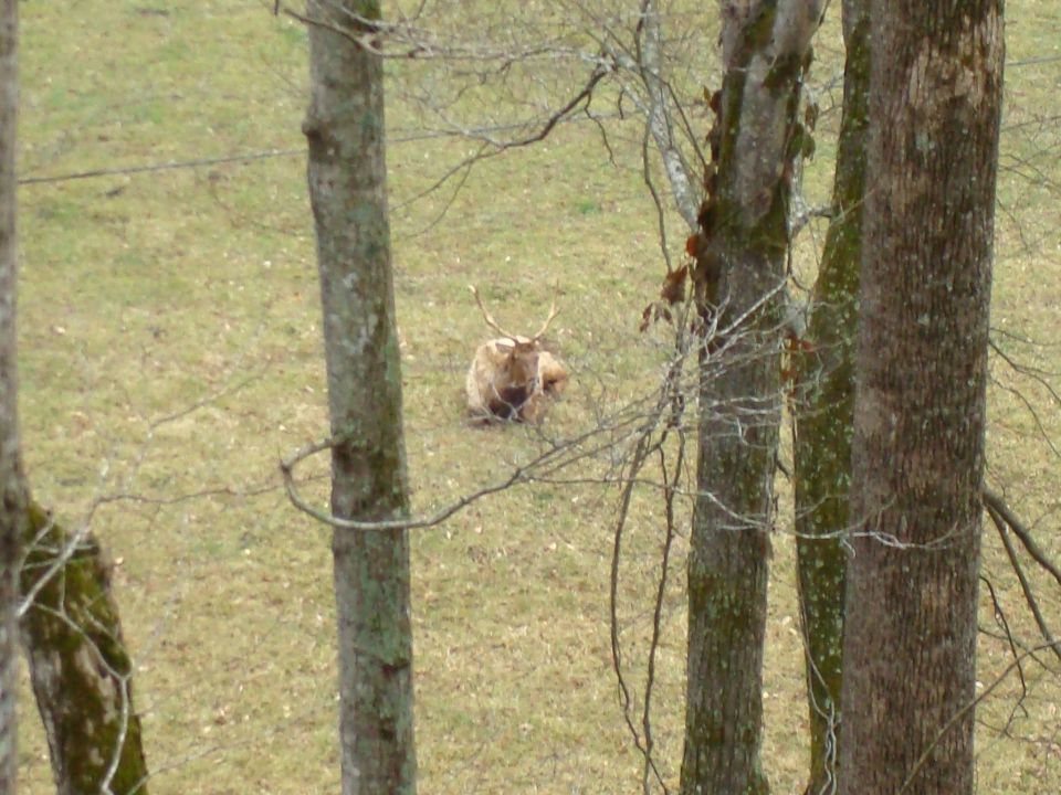Elk lying down in a grassy field, viewed through trees