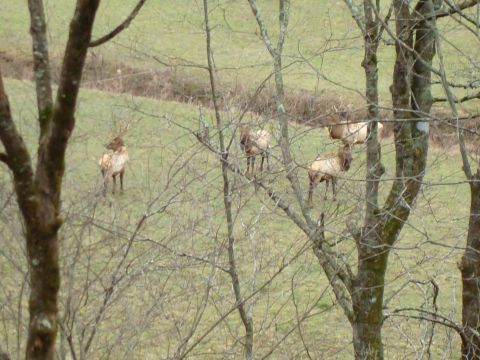 1995 Ford Bronco - A group of elk are visible in a field, with trees in the foreground.