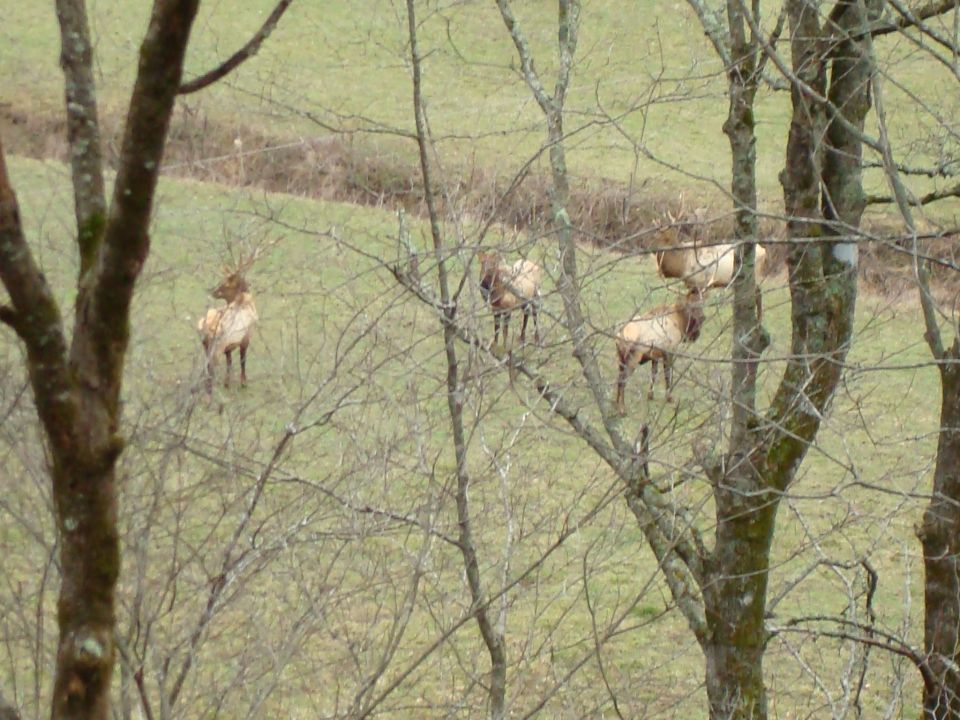 Several elk are grazing in a grassy field, partially obscured by tree branches