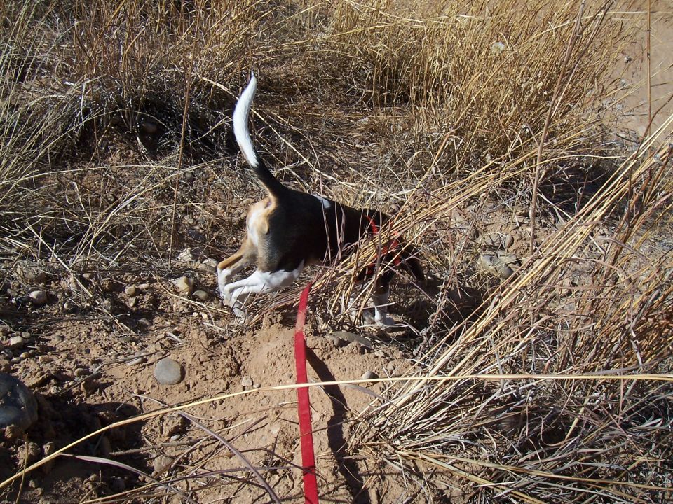 Dog with white tail in dry grass and dirt