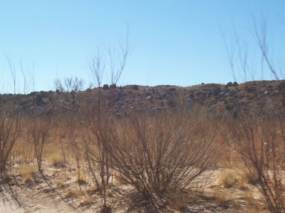 Dry brush and sparse trees in a desert landscape under a clear blue sky