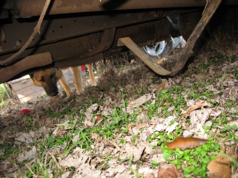 1952 Ford Panel Van - Ground-level view under the rusted rocker and running-board area of an old vehicle parked on leaf-covered grass, showing a corroded body se…