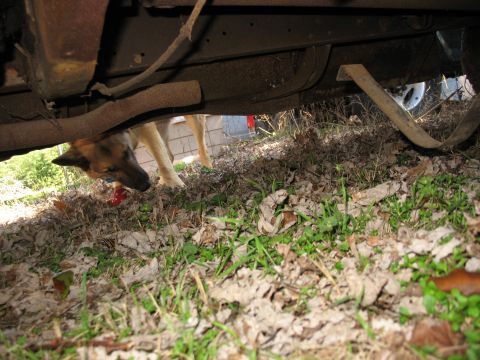 1952 Ford Panel Van - Ground-level view beneath a parked vehicle showing the rusty rocker panel, running-board bracket and body seams over leaf-covered grass. A…