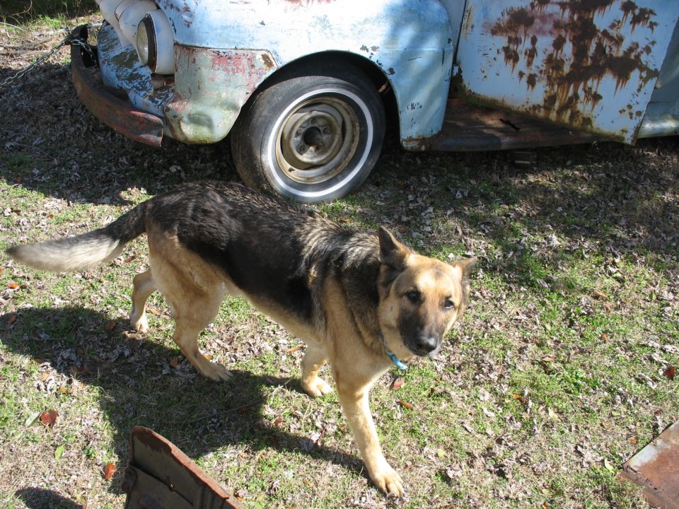 Rusty blue pickup truck front end with a German Shepherd dog