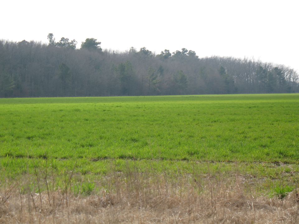 Green grass field with a bare tree line in the background
