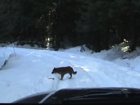 2005 Jeep Wrangler - He loves the trails too.