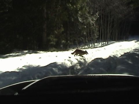 2005 Jeep Wrangler - A coyote runs along a snowy path bordered by trees, captured from a vehicle's perspective.