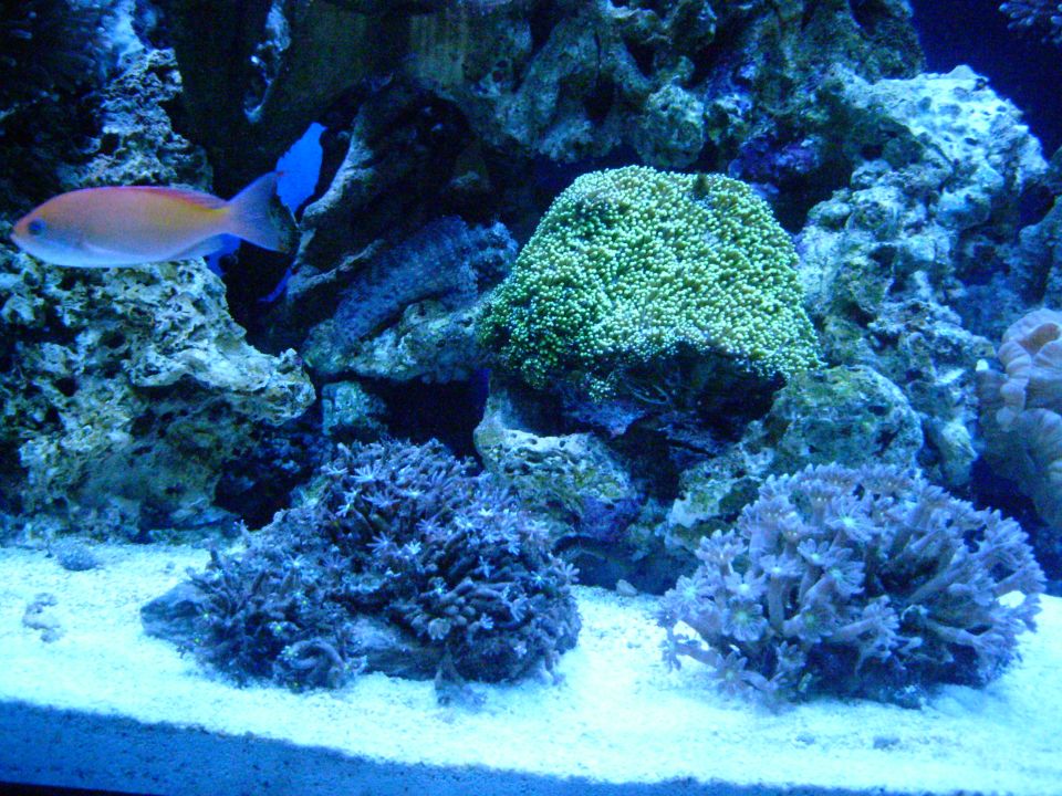 Saltwater reef aquarium with corals and a colorful fish