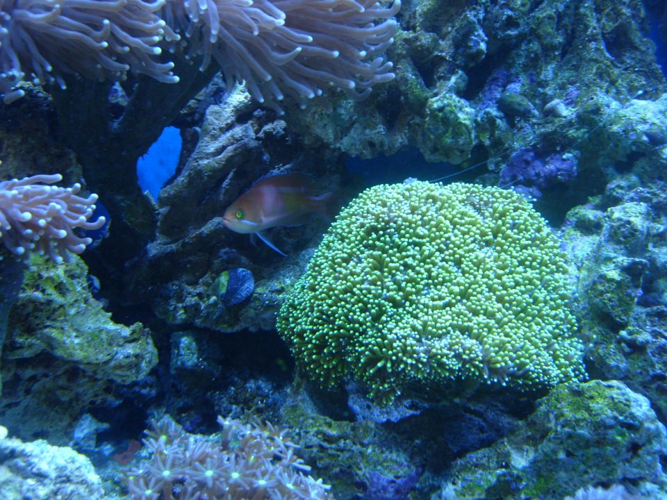 Underwater coral reef with green coral, anemones, and a small fish