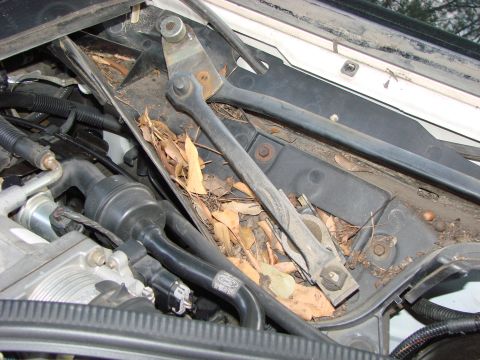 1997 Mercury Grand Marquis - That's 11 years worth of leaves and debris. I'm ashamed.