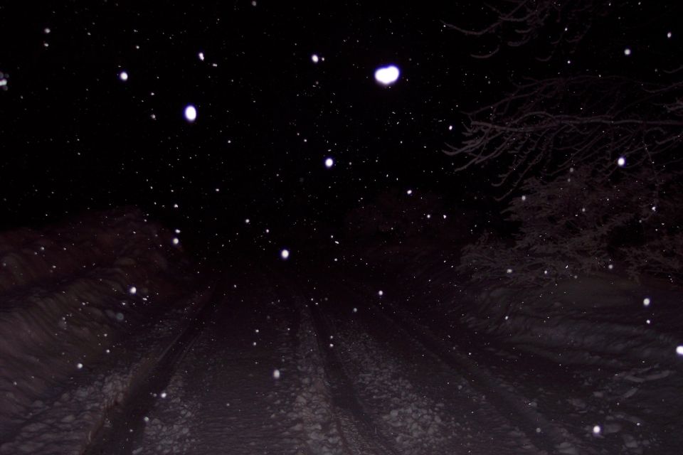 snow falling at night over a dark, wooded area with bare branches visible