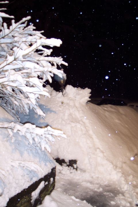 2001 Ford Crown Victoria - A winter scene with snow falling at night, covering branches and creating a large drift.