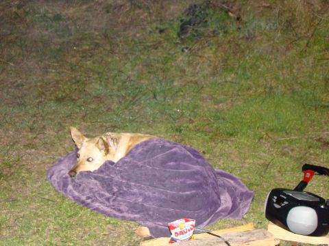 1989 Ford Bronco - A dog rests comfortably outdoors, wrapped in a blanket with a radio and snacks nearby.