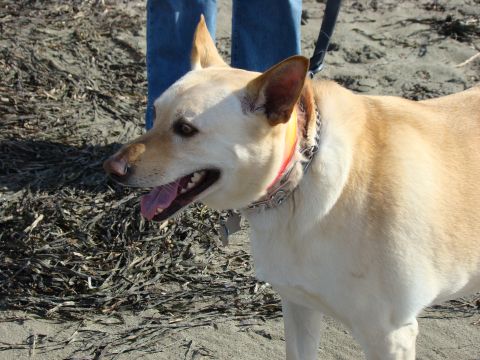 1989 Ford Bronco - A dog stands on a sandy beach, looking to the left with its tongue out.