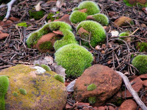 1983 Jeep CJ7 - A close-up view of moss growing on rocks and the forest floor.