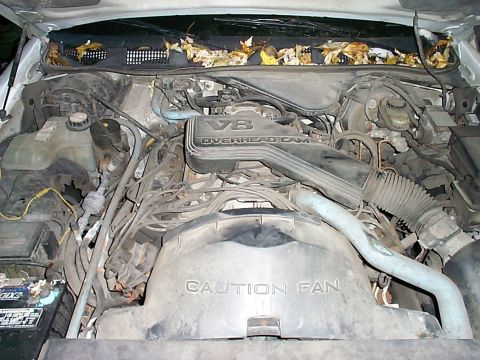 1995 Ford Crown Victoria - the engine the day i got the car