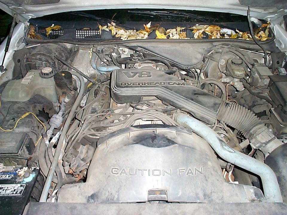 Dirty engine bay showing V8 Overhead Cam cover, Caution Fan shroud, and leaves in the cowl vent