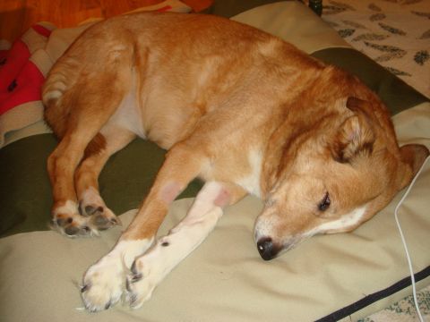 1996 Ford Bronco - A tan dog rests on a cushion indoors.