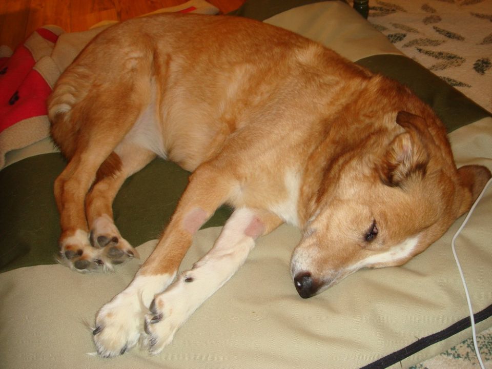 Tan dog with white markings sleeping on a striped cushion