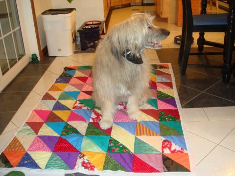 1996 Ford Bronco - A shaggy dog rests on a vibrant quilt in a domestic setting.