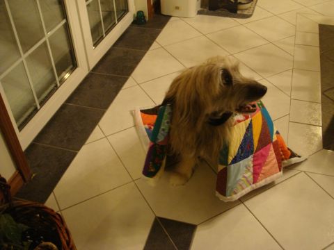 1996 Ford Bronco - A dog sits indoors wearing a vibrant, multicolored patchwork quilt.