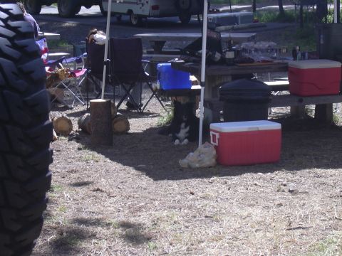 1991 Ford Bronco - A dog relaxes at a campsite next to coolers and firewood, with a trailer and vehicle in the background.