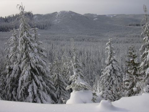 1991 Ford Bronco - Winter scene with dense forest and distant mountains blanketed in snow.