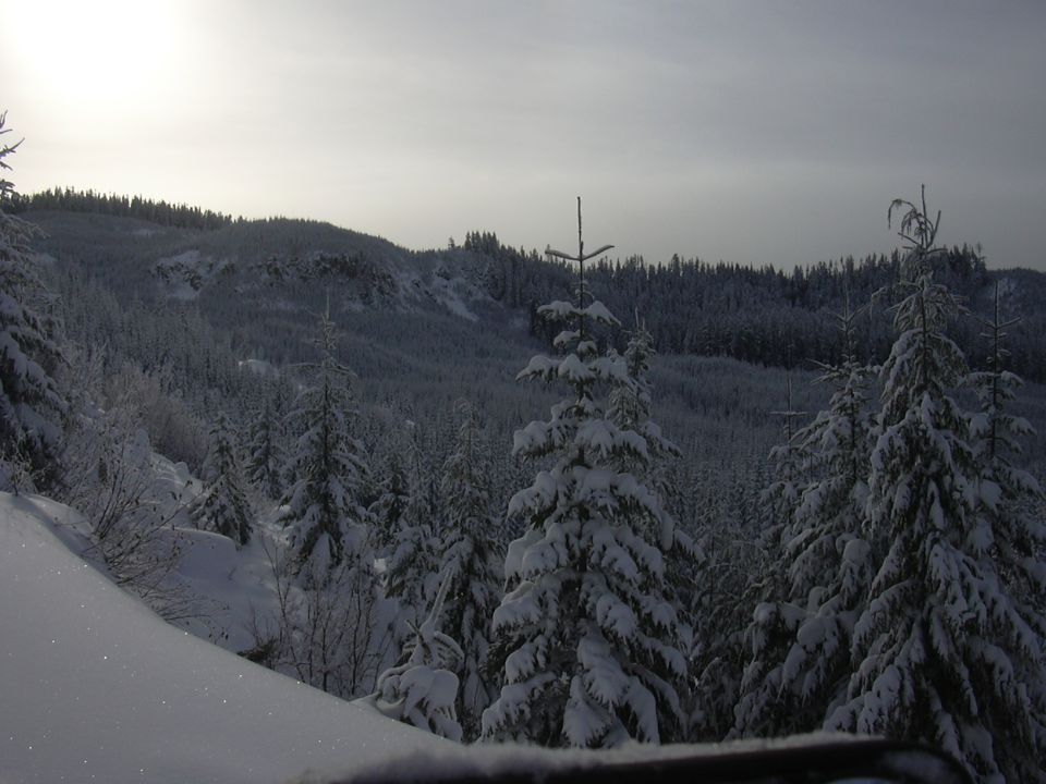 Snow-covered evergreen trees and hills under a hazy sky
