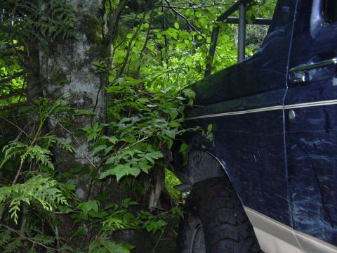 1991 Ford Bronco - A dark blue SUV is seen from the side, with dense green foliage encroaching on its bodywork.