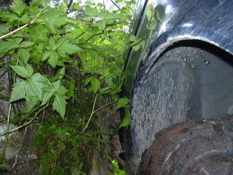 1991 Ford Bronco - Close-up of a blue vehicle's fender and tire, partially obscured by lush green foliage, suggesting off-road use.