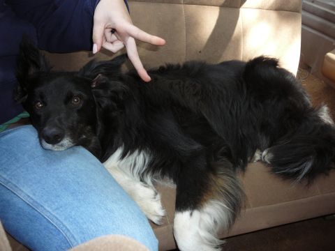 1991 Ford Bronco - A dog rests on a vehicle seat, with a hand gesturing above it.