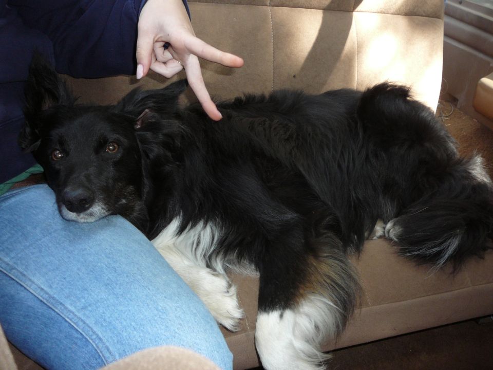 Black and white dog lying on a brown seat, with a person's hand over its back