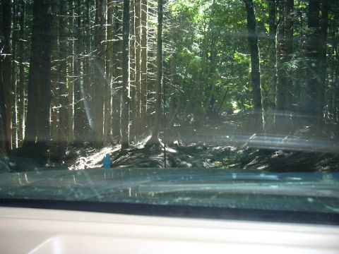 1991 Ford Bronco - Sunlight filters through a dense forest canopy, illuminating a path ahead.