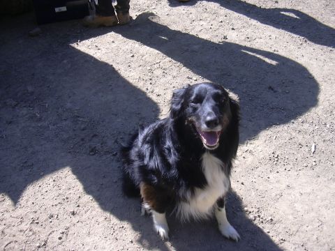 1991 Ford Bronco - A dog sits on the ground, looking towards the camera with its mouth open.