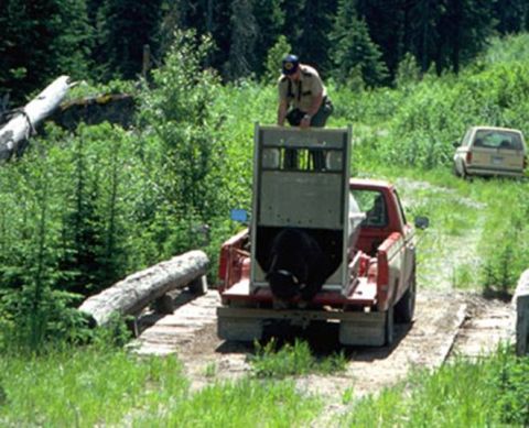 1974 Ford Ranchero - A park ranger attends to a cage in the bed of a red pickup truck crossing a wooden bridge, with another vehicle in the background.