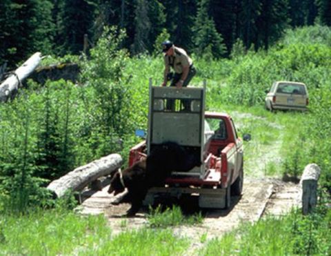 1974 Ford Ranchero - A park ranger secures a bear in the bed of a red pickup truck, with a beige SUV visible in the background.