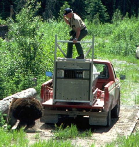 1974 Ford Ranchero - A park ranger watches a bear from a truck equipped with a cage, likely during a wildlife relocation.