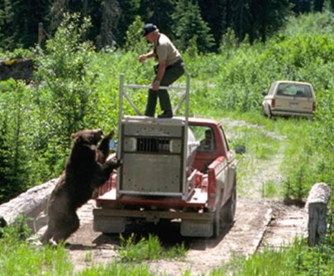 1974 Ford Ranchero - A park ranger is involved in a bear capture operation, with a bear interacting with a cage on a truck.
