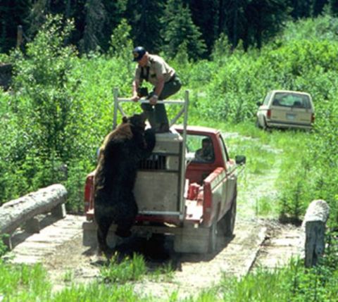 1974 Ford Ranchero - A park ranger secures a bear in the back of a red pickup truck while another vehicle waits behind.