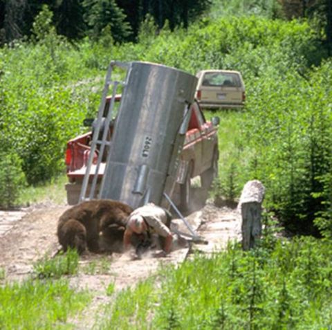 1974 Ford Ranchero - Man and bear encounter on a dirt road with a trailer and van nearby.