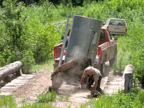 1974 Ford Ranchero - A tense moment unfolds as a man and a bear interact near a pickup truck on a dirt path.