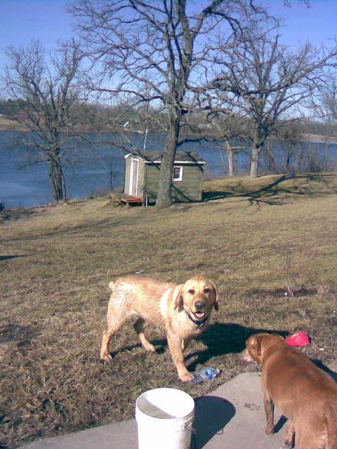 1994 Ford Bronco - Two dogs stand in a grassy yard near a lake, with a small shed visible behind them.
