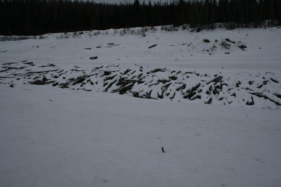 pile of logs covered in snow with trees in background