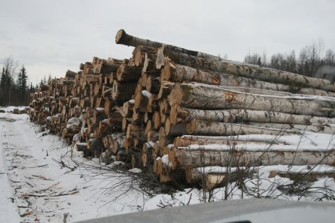 2003 Jeep TJ - A large stack of cut logs lies covered in snow, with a forest visible in the distance.
